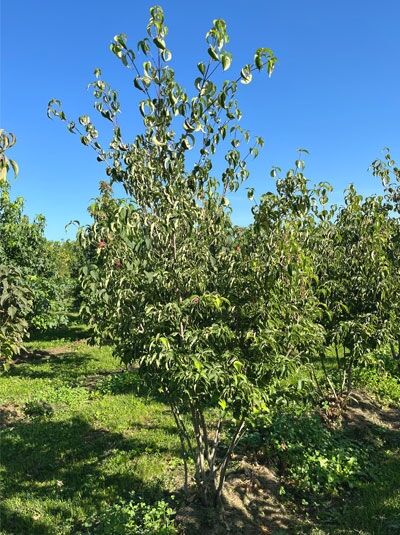 Japanischer Blumen-Hartriegel (Cornus kousa), mehrstämmiger Strauchbaum 200–250 cm, mit grünem Laub im Feldbestand.