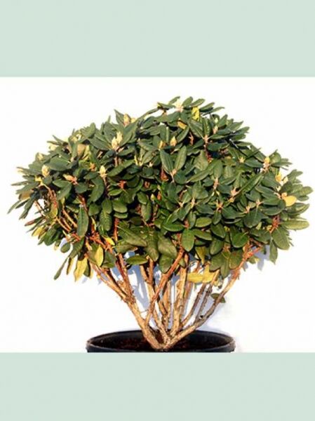 Rhododendron yakushimanum 'Kokette' (Rhododendron 'Kokette'), Solitär im Topf, 60–70 cm Breite, dichter immergrüner Strauch