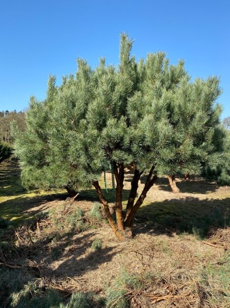 Strauch-Wald-Kiefer Schirmform (Nr.1363) / Pinus sylvestris 'Watereri'  250 cm breit  x 225 cm hoch