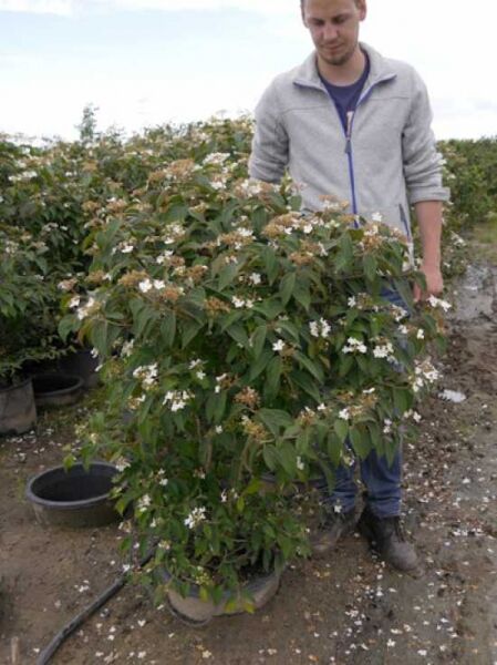 Japanischer Zwerg-Schneeball 'Watanabe' / Japanischer Zwerg-Schneeball 'Watanabe'
