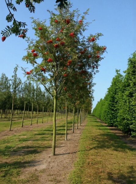 Sorbus aucuparia 'Sheerwater Seedling' / Eberesche 'Sheerwater Seedling' Hochstamm mit roten Beeren, 20-25 StU m. Db.