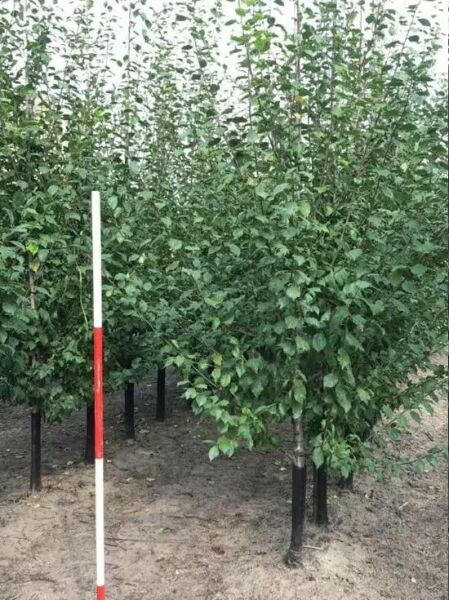 Prunus domestica 'Reine Claude Verte' / Pflaume 'Reine Claude Verte', Halbstamm 14-16 StU, junger Obstbaum mit dichtem Laubkrone