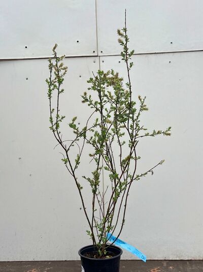 Silberkriechweide - Salix repens nitida