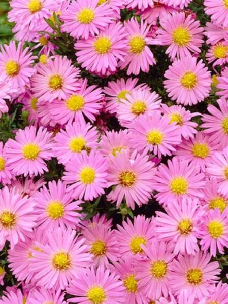 Aster dumosus 'Herbstgruß v. Bresserhof' / Kissenaster / Garten-Kissen-Aster