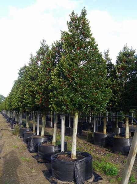 Stechpalme 'Limsi' / Stechplame Sibirica / Ilex aquifolium 'Siberia'® / Ilex aquifolium 'Limsi'