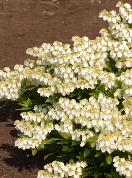 Pieris japonica 'Prelude' / Japanische Lavendelheide 'Prelude' mit weißen, glockenförmigen Blütenrispen und grünen Blättern