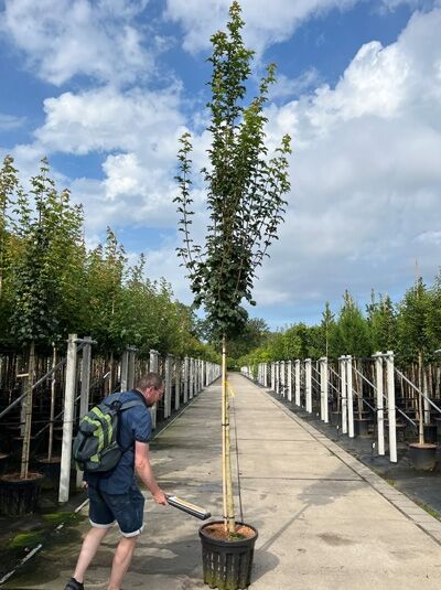 Feldahorn 'Lienco' / Acer campestre 'Lienco'
