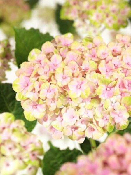 Hydrangea macrophylla 'Magical Coral'® (Bauern-Hortensie) mit rosa bis cremefarbenen Blütenbällen und grünen Blättern.