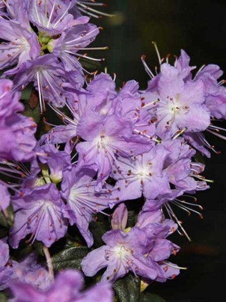 Rhododendron impeditum 'Blumiria' / Zwerg-Rhododendron 'Blumiria'