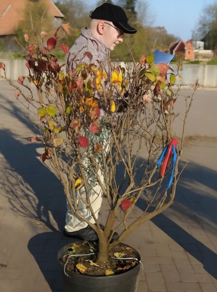 Viburnum carlesii 'Aurora' / Koreanischer Duft-Schneeball 'Aurora', 100-125 cm, C20, mehrtriebiger Strauch im Topf mit Herbstlaub.