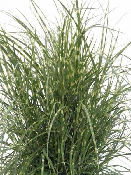 Miscanthus sinensis 'Little Zebra' / Kleines Zebraschilf