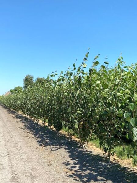 Mehrstämmige Weißrindige Himalaja-Birke Betula utilis 'Doorenbos' (200–250 cm) als Baumschulware, dicht belaubt in Reihe.