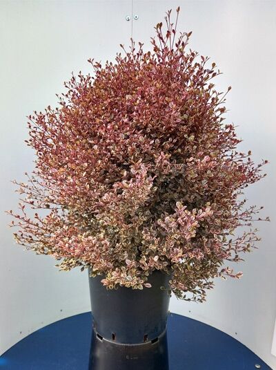 Lophomyrthus ’White Tiger‘ / Schopfmyrthe ’White Tiger‘, buschiger Strauch im schwarzen Pflanztopf, rot-grün panaschiertes Laub, 60–80 cm C20