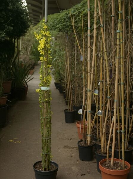 Winterjasmin (Jasminum nudiflorum) 175–200 cm im C10-Topf, gebundene Triebe mit gelben Blüten.