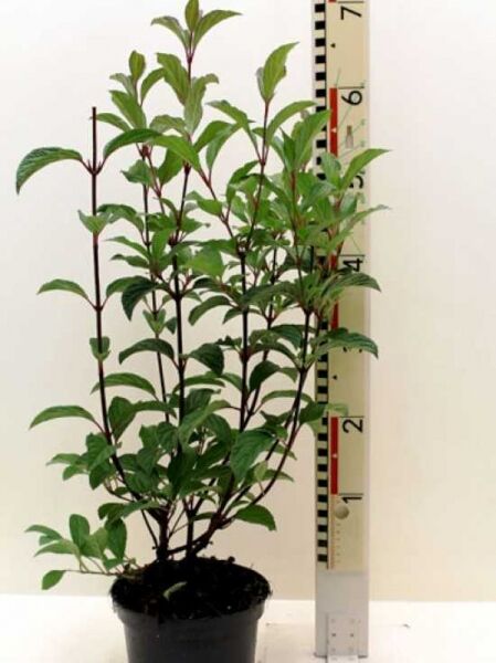 Viburnum bodnantense 'Dawn' (Bodnant Schneeball 'Dawn') im Topf, grüne Blätter, 40–60 cm, C3