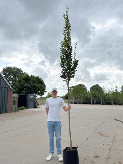 Hainbuche 'A. Beeckman' / Hainbuche 'A. Beeckman'