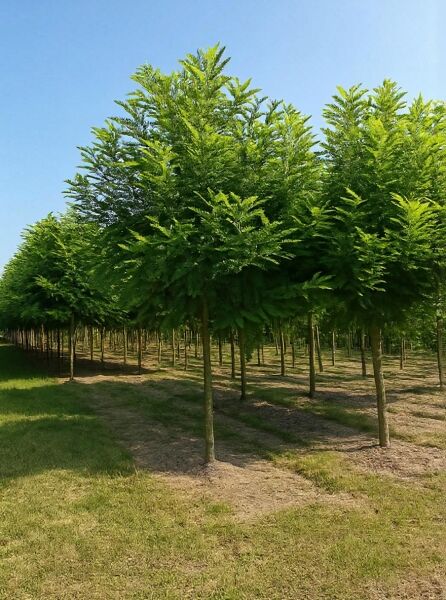 Robinia pseudoacacia 'Bessoniana' / Robinie 'Bessoniana' Hochstamm, gerade Stämme mit dichtem grünen Laubdach in Baumschule.