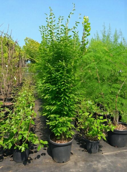 Säulen-Hainbuche Carpinus betulus 'Frans Fontaine', 200–250 cm, im Container C30, schlanker säulenförmiger Baum mit grünem Laub.