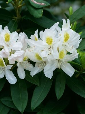 Rhododendron 'Madame Masson' - Rhododendron Hybride 'Madame Masson'