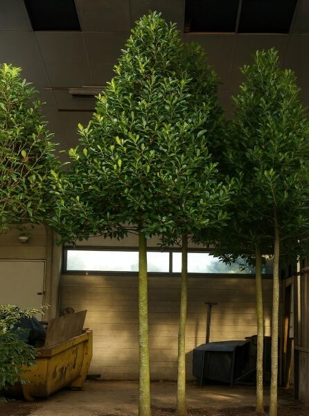 Stechpalme Ilex mutchagara 'Nellie R. Stevens' Hochstamm ca. 200 cm im Container, schlanker Stamm und dichte Krone.