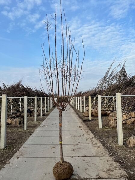 Prunus domestica 'President' – Pflaume 'President' Halbstamm 14-16 StU, laubloser Obstbaum mit Ballen und verzweigter Krone