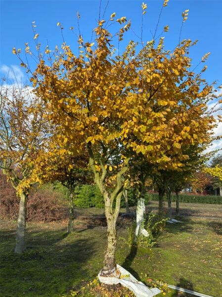 Carpinus betulus (Hainbuche) Hochstamm-Charakterbaum, 45–50 StU, Kronenbreite ca. 300 cm, Höhe 500–600 cm, gelbes Laub