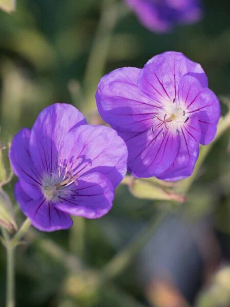 Wiesen Storchschnabel (Geranium pratense) 'Eureka Blue ®' mit violettblauen Blüten und dunkler Aderung in Nahaufnahme