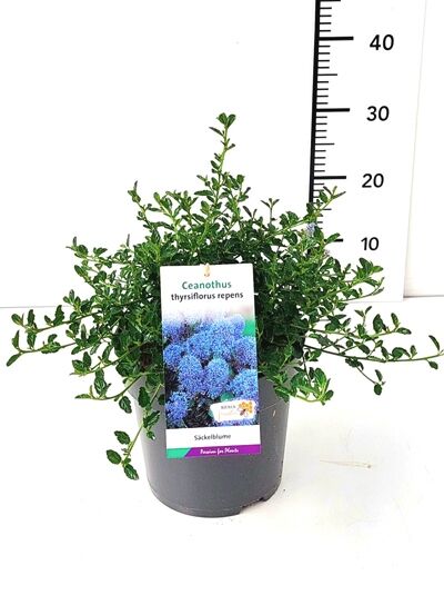 Kriechende Säckelblume / Ceanothus thyrsiflorus repens