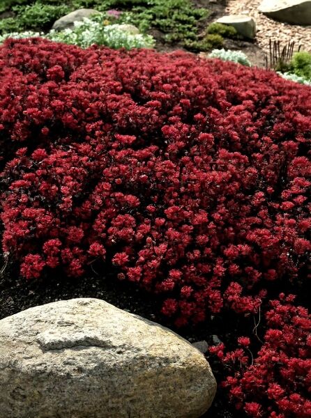 Sedum cauticola 'Robustum' / Pflaumen-Fetthenne 'Robustum' als bodendeckender Teppich mit dunkelrotem Laub im Beet
