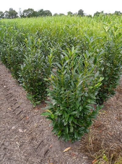 Prunus laurocerasus 'Elly' / Kirschlorbeer 'Elly' 100-125 cm m. B., aufrecht wachsender Strauch mit glänzend dunkelgrünem Laub
