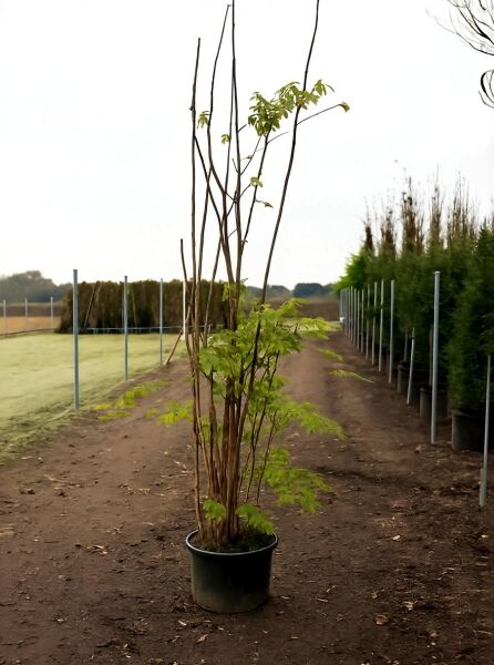 Toona sinensis 'Flamingo' / Surenbaum 'Flamingo' 175-200 cm C50, mehrstämmige Pflanze im Container mit grünem Laub