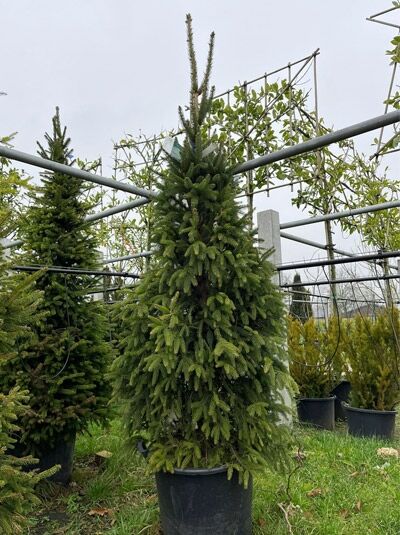 Picea abies 'Columnaris' / Säulen-Fichte 175-200 cm im Container, schlank aufrecht wachsend mit dichtem grünen Nadelkleid.