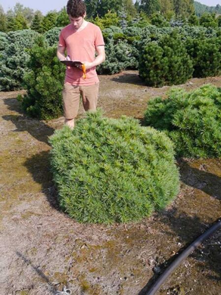 Weymouths-Kiefer 'Minima' / Pinus strobus 'Minima'