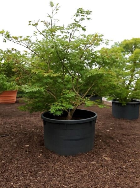 Eisenhutblättriger Ahorn 'Aconitifolium' (Acer japonicum 'Aconitifolium') im Container, ca. 250–300 cm, C1500.