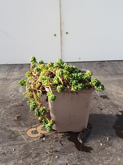 Sedum album 'Chloroticum' / Weißer Mauerpfeffer 'Chloroticum' P9 im Topf, polsterbildender Sukkulenten-Trieb mit grünen Blättern
