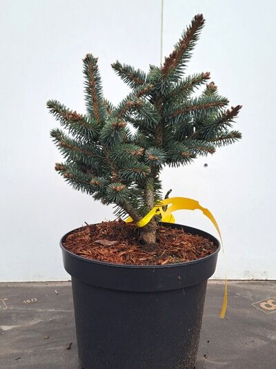 Picea pungens 'Hermann Naue' / Zwerg-Blau-Fichte 'Hermann Naue' 25-30 cm C5 im Topf, kompakter Wuchs, blaugrüne Nadeln