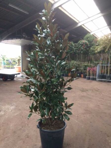Großblütige Magnolie 'Exmouth' / Magnolia grandiflora 'Exmouth'