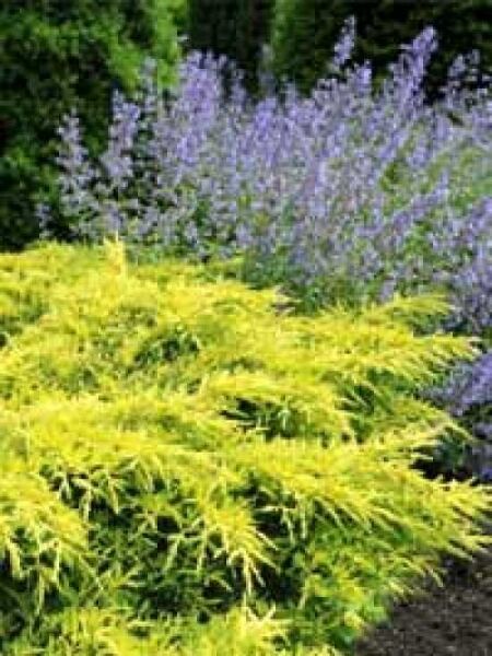 Juniperus pfitzeriana 'Pfitzeriana Aurea' / gelber Pfitzer-Wacholder