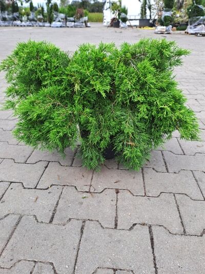 Juniperus pfitzeriana 'Pfitzeriana Aurea' / Gelber Pfitzer-Wacholder, breiter Strauch im Container C10, 40–50 cm breit
