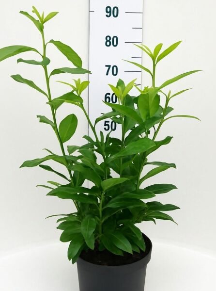 Prunus laurocerasus 'Genolia' / Kirschlorbeer 'Genolia' 50-60 cm C3, junger Strauch mit aufrechten Trieben im Pflanztopf.