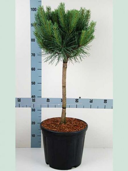 Pinus sylvestris 'Watereri' / Strauch-Wald-Kiefer, 50 cm Stamm, im Container C15, kugelige Krone mit grünen Nadeln