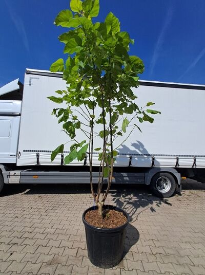 Gold-Trompetenbaum 300-350 cm / Gold-Trompetenbaum 300-350 cm