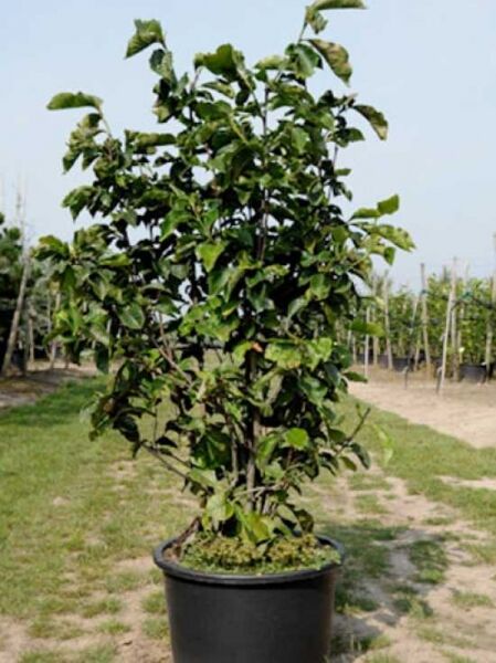 Magnolia liliiflora 'Nigra' / Purpur-Magnolie 'Nigra', 125-150 cm C20, mehrstämmiger Strauch im Container mit grünem Laub.