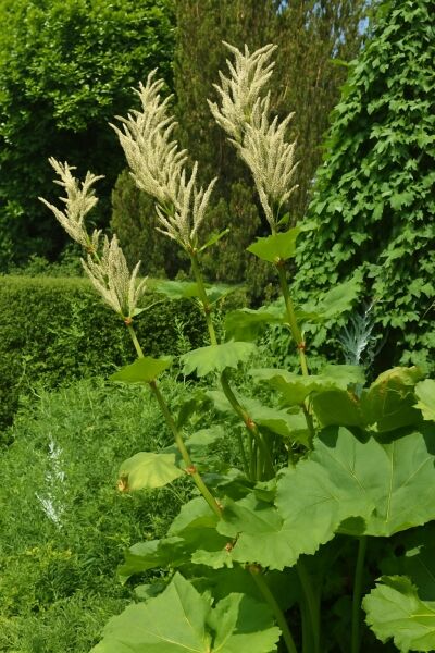 Handlappiger Rhabarber / Tangutischer Rhababer / Handlappiger Rhabarber / Tangutischer Rhababer