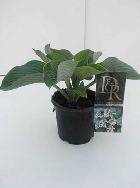 Große Blaublatt-Funkie 'Elegans' (Hosta sieboldiana 'Elegans') C1 im Topf, blaugrüne, herzförmige Blätter mit Blattadern.