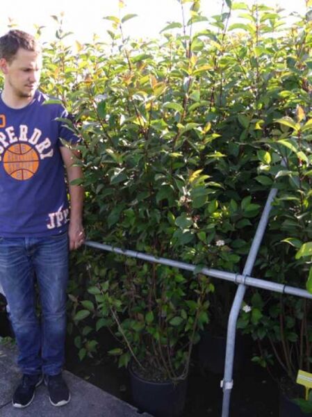 Schwarzrindiger Hartriegel Cornus alba 'Kesselringii', mehrstämmiger Strauch im Container C20, Höhe 150-175 cm, mit grünem Laub.