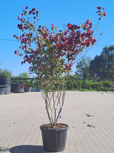 Kanadischer Judasbaum 'Eternal Flame' mehrstämmig 175-200 cm / Cercis canadensis 'Eternal Flame' ® (1577146)