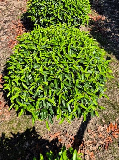 Prunus lusitanica 'Angustifolia' Kugel, Portugiesischer Kirschlorbeer Kugel, solitärer Kugelstrauch mit dichtem, glänzend grünem Laub