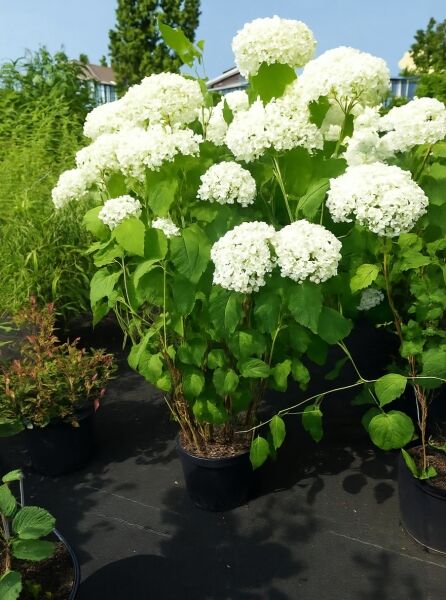 Schneeball-Hortensie 'Annabelle' (Hydrangea arborescens 'Annabelle') 60-80 cm C10 im Topf, weiße Blütenbälle, grünes Laub.
