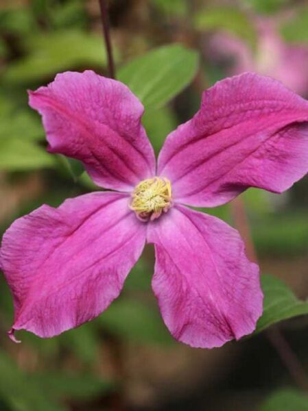 Clematis integrifolia 'Inspiration' PBR / Ganzblättrige Waldrebe 'Inspiration'